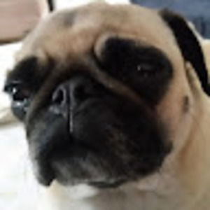 Meet your Posher, Robin